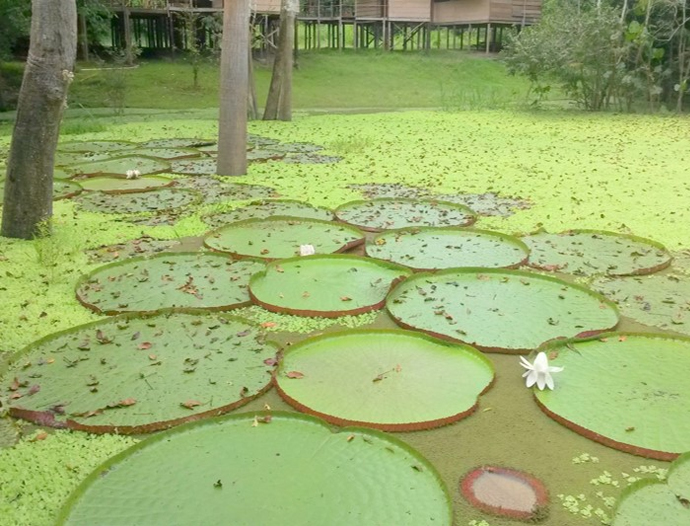 Avatar Amazon Lodge & Canopy Park