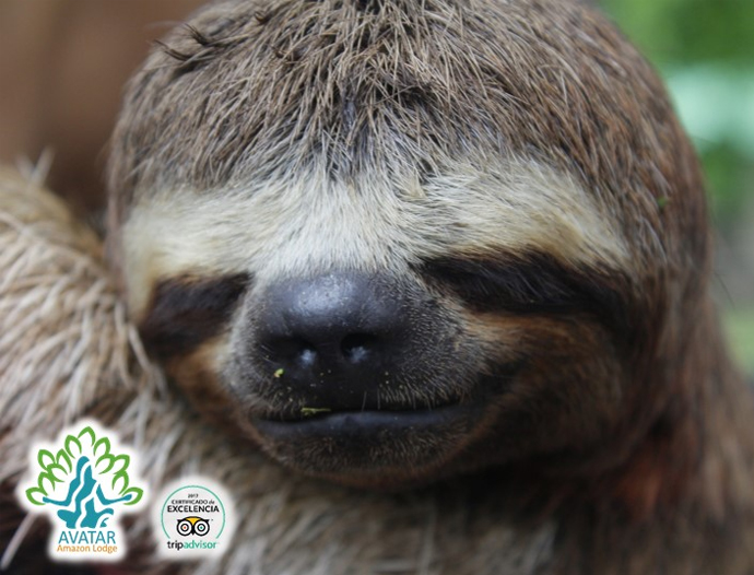 Avatar Amazon Lodge & Canopy Park