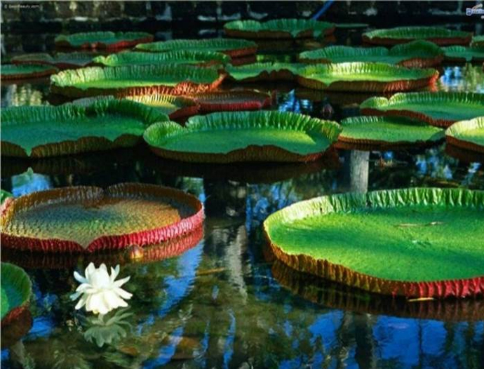 Avatar Amazon Lodge & Canopy Park