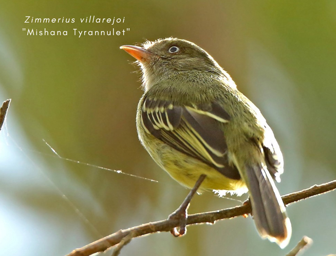 Avatar Amazon Lodge & Canopy Park