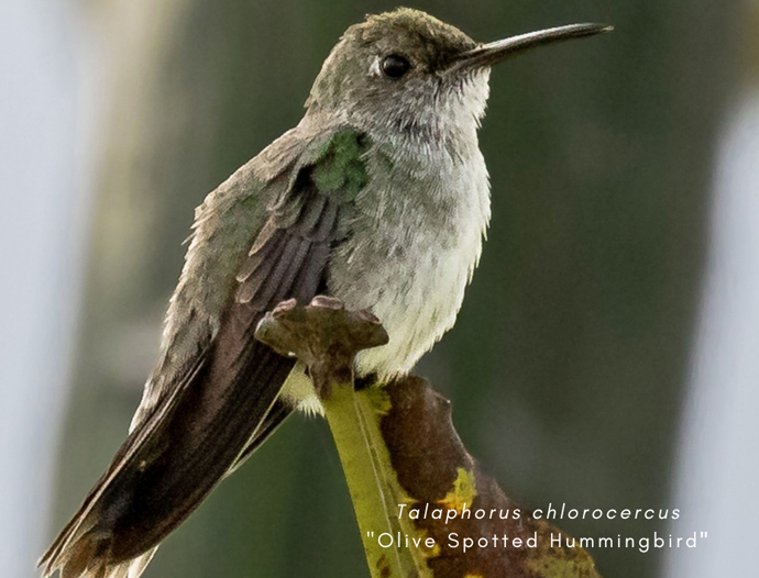 Avatar Amazon Lodge & Canopy Park