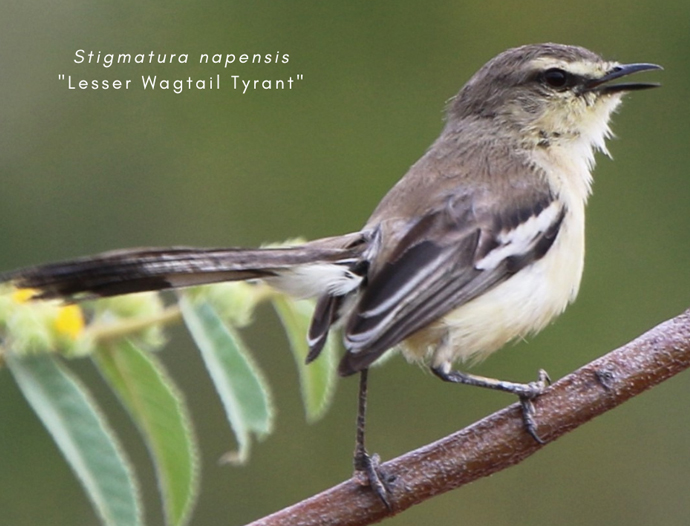 Avatar Amazon Lodge & Canopy Park