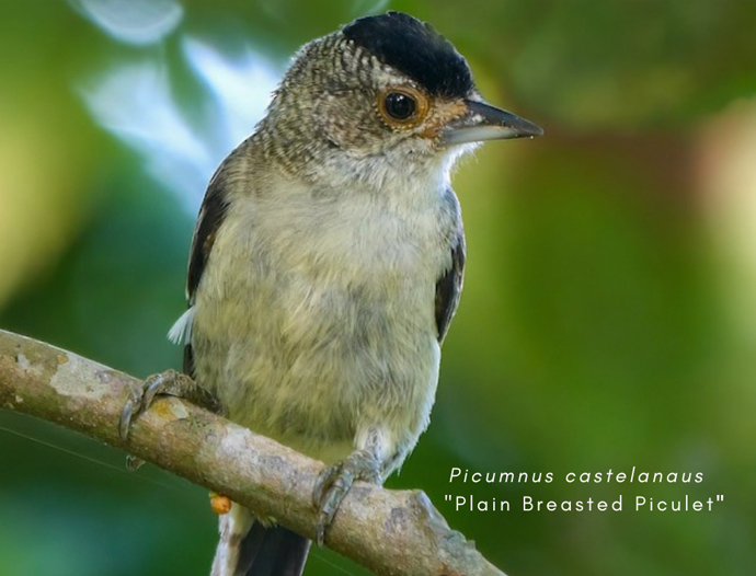 Avatar Amazon Lodge & Canopy Park
