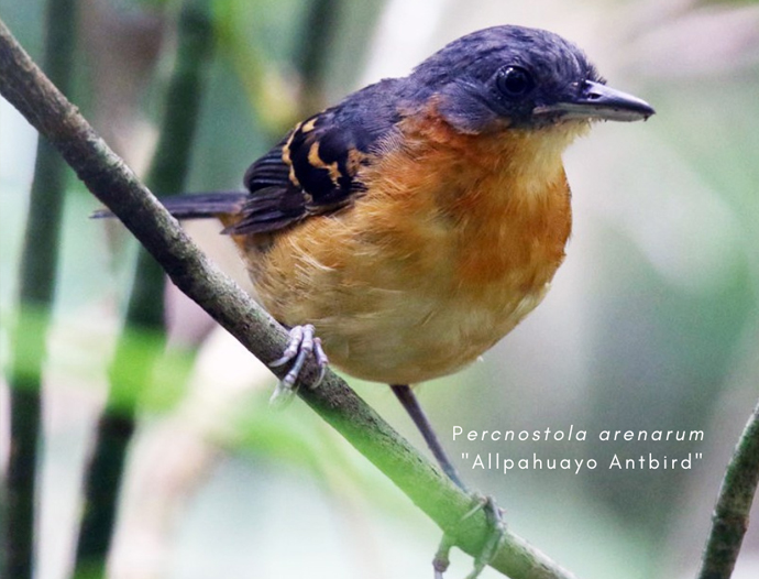 Avatar Amazon Lodge & Canopy Park