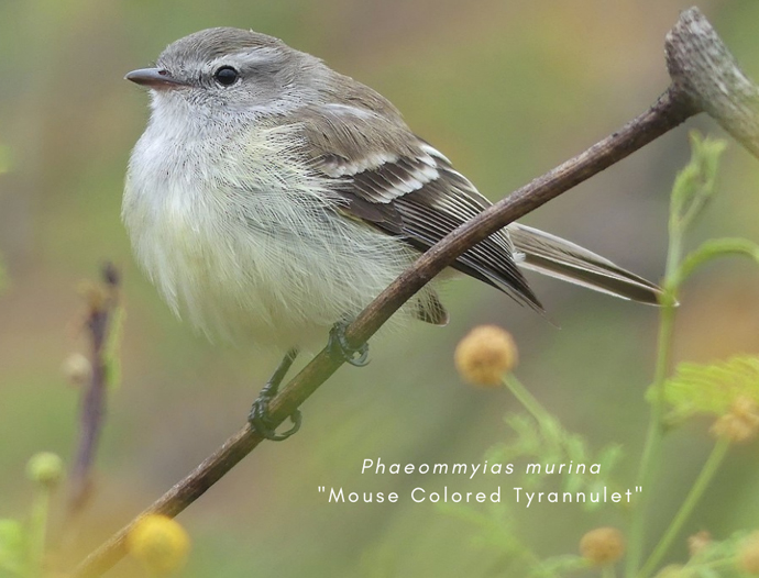 Avatar Amazon Lodge & Canopy Park