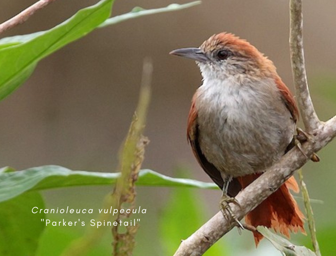 Avatar Amazon Lodge & Canopy Park