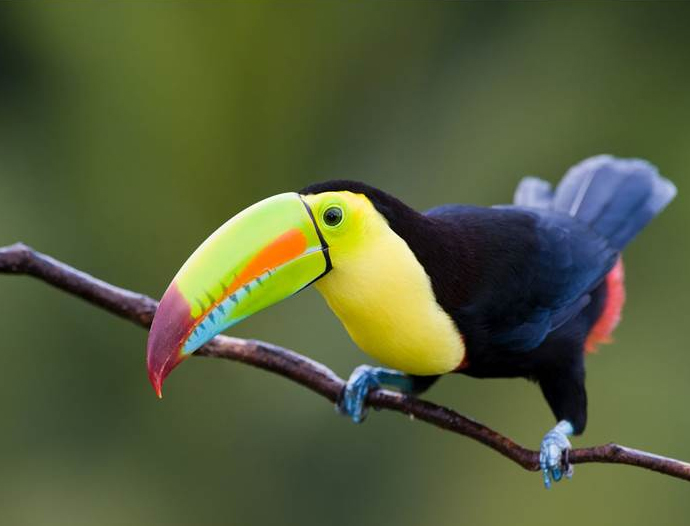 Avatar Amazon Lodge & Canopy Park