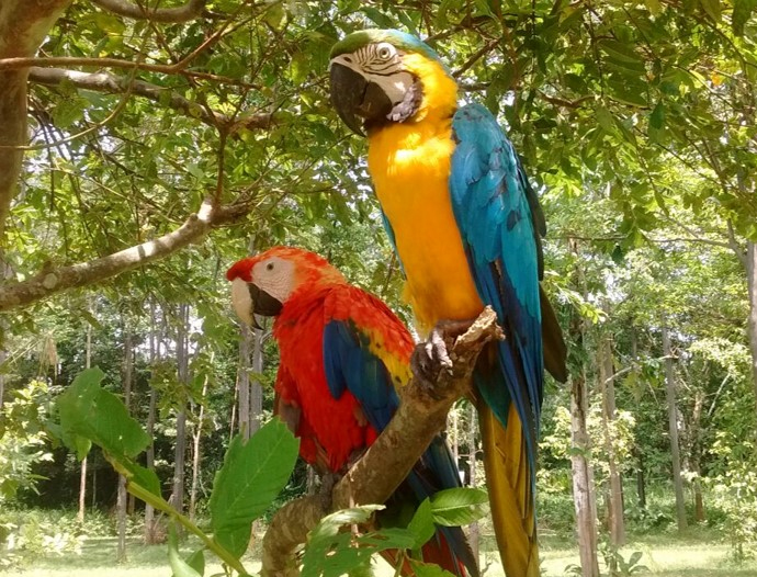 Avatar Amazon Lodge & Canopy Park