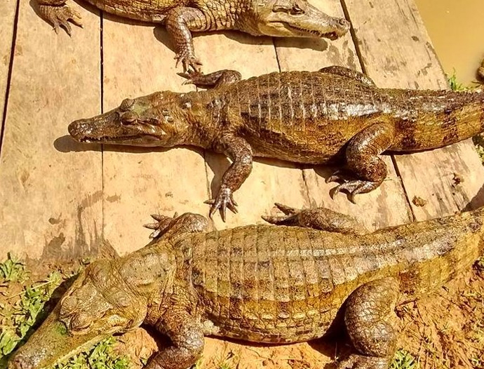 Avatar Amazon Lodge & Canopy Park