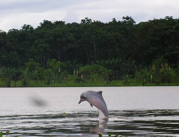 Avatar Amazon Lodge & Canopy Park