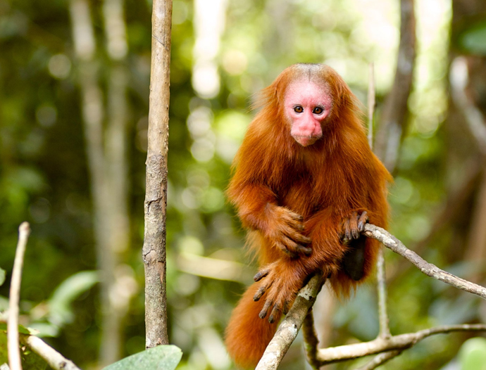 Avatar Amazon Lodge & Canopy Park