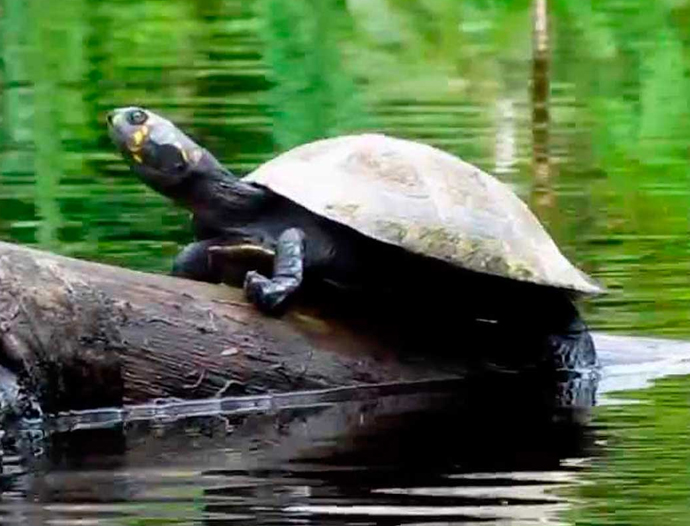 Avatar Amazon Lodge & Canopy Park