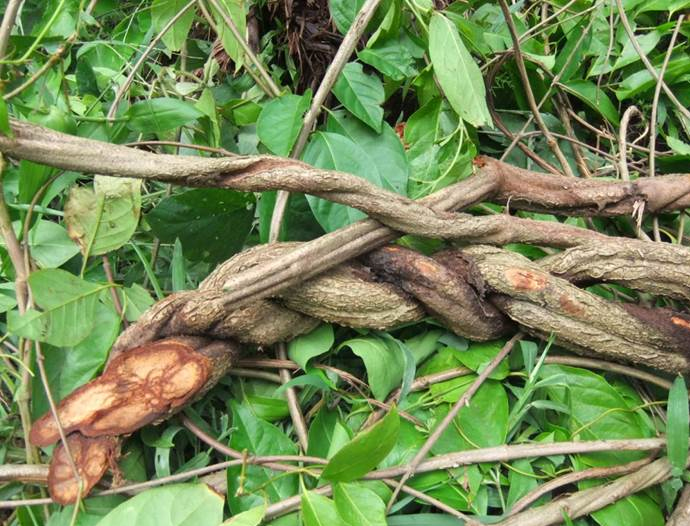 Avatar Amazon Lodge & Canopy Park