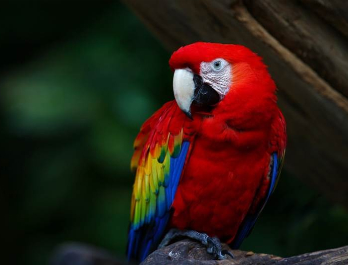 Avatar Amazon Lodge & Canopy Park