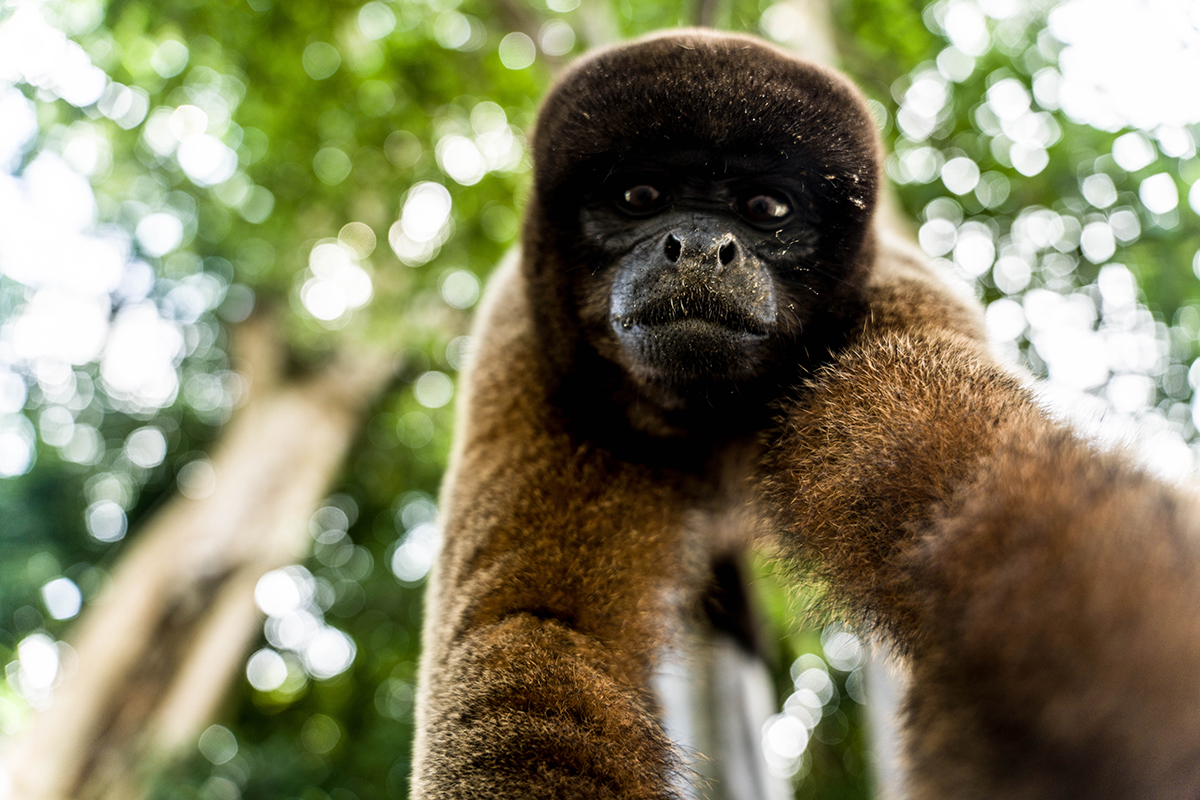 Avatar Amazon Lodge & Canopy Park