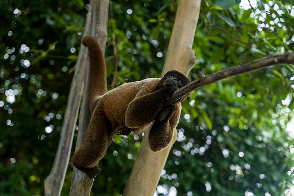 Avatar Amazon Lodge & Canopy Park