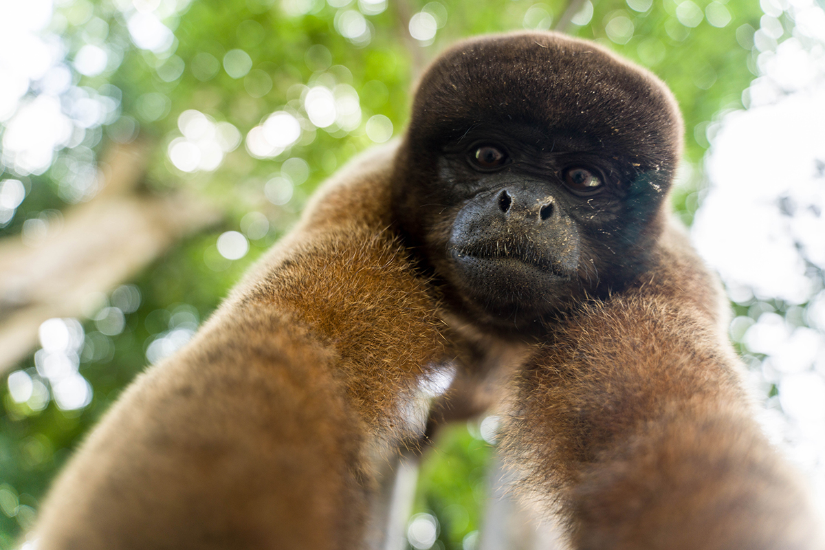 Avatar Amazon Lodge & Canopy Park