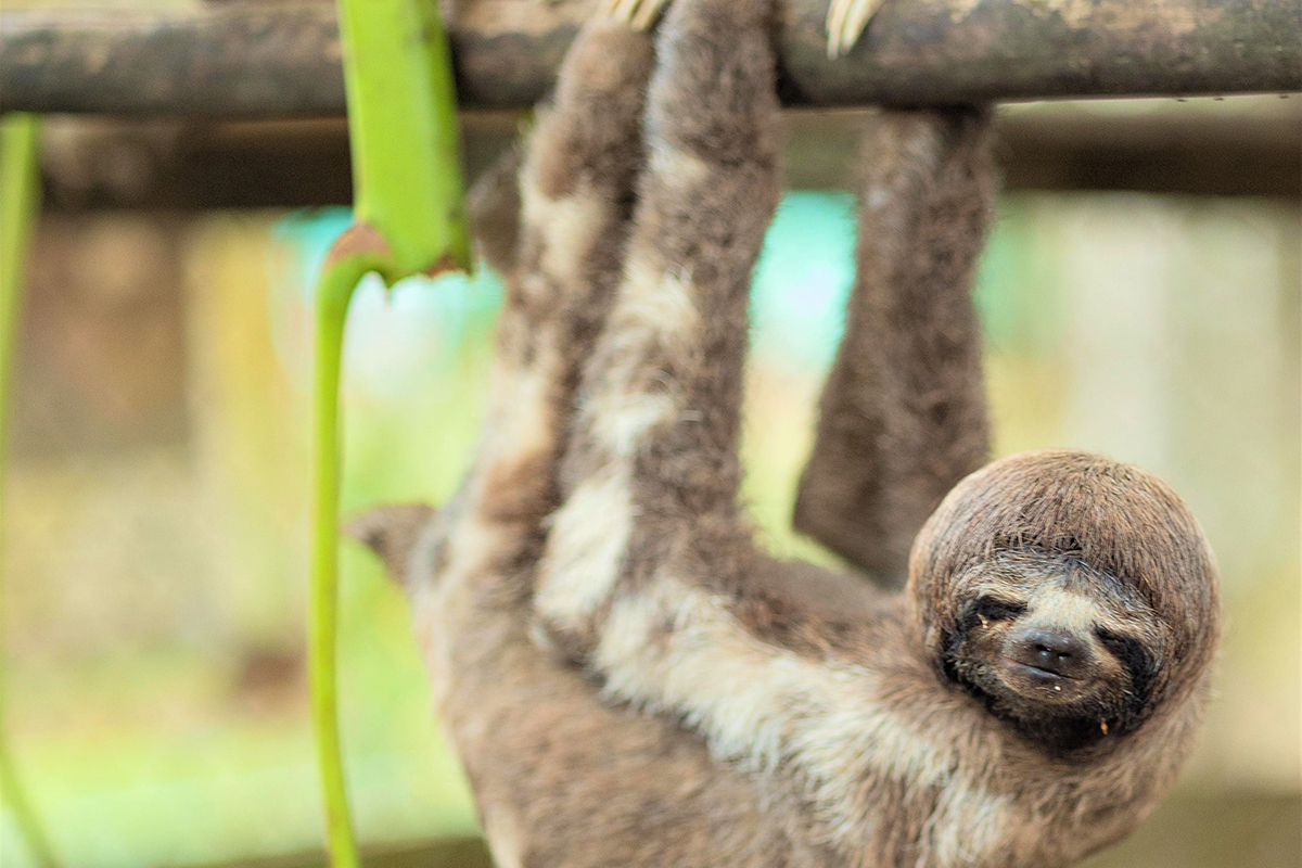 Avatar Amazon Lodge & Canopy Park