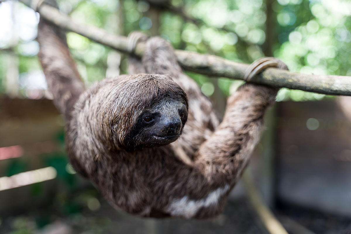 Avatar Amazon Lodge & Canopy Park