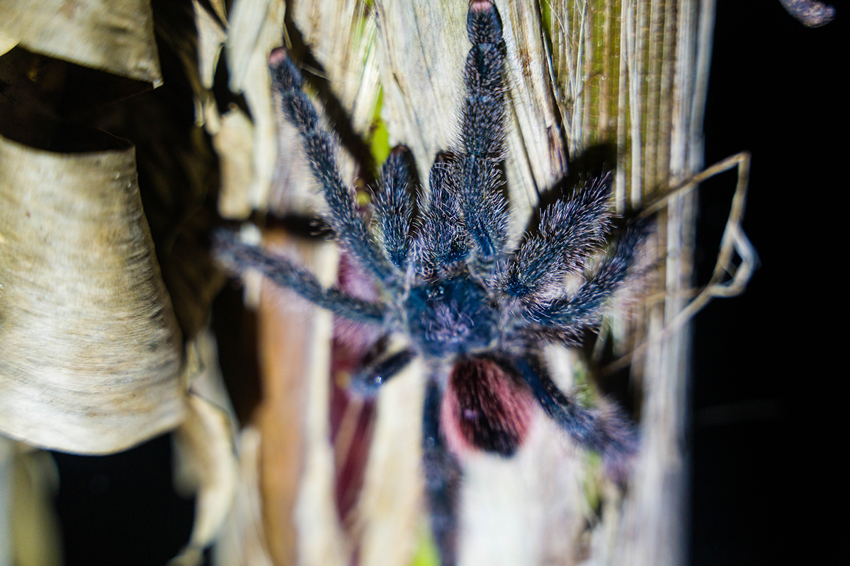 Avatar Amazon Lodge & Canopy Park