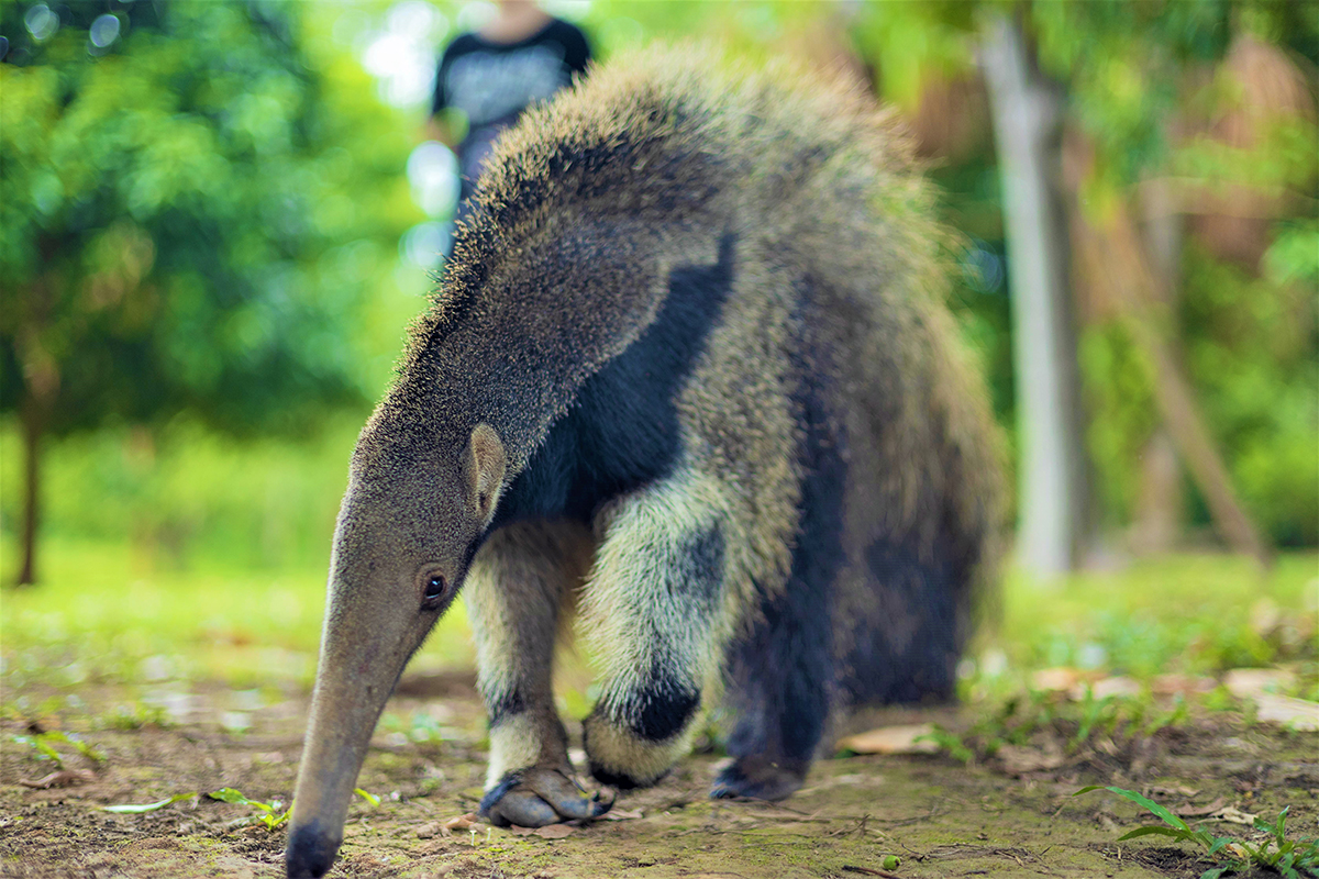 Avatar Amazon Lodge & Canopy Park