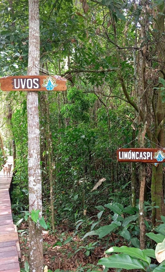 Ruta Botánica Avatar: Descubriendo la Riqueza Arbórea de la Amazonía