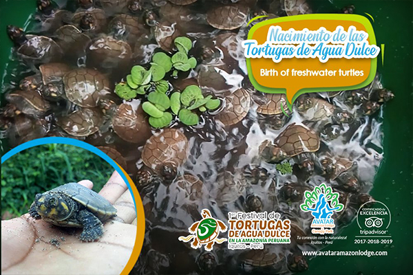 Taricayas en Acción: Salvando una Especie en Peligro