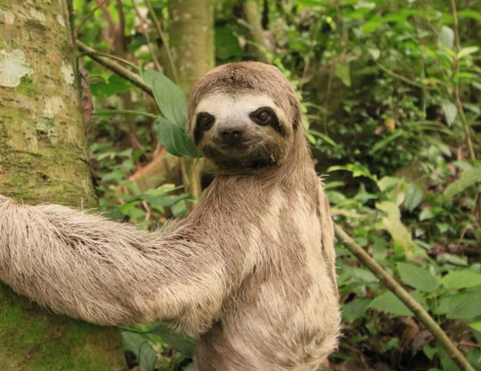 Guardianes de la vida silvestre: Cuida tu fauna