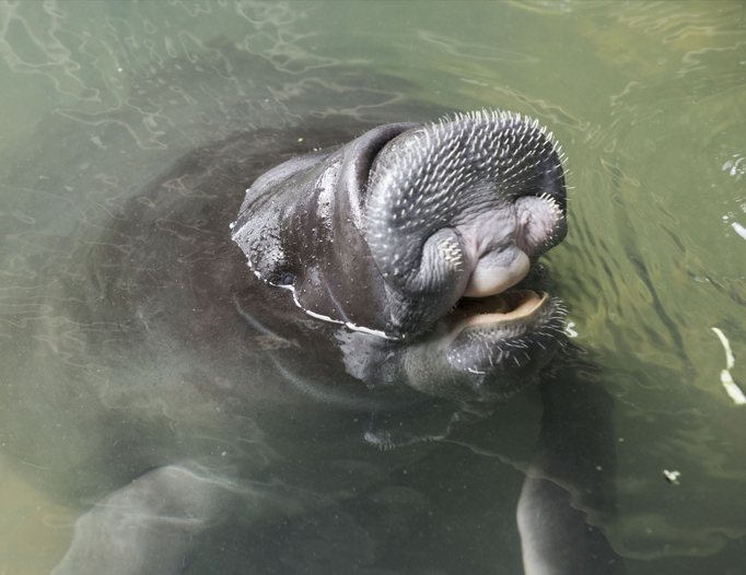 Guardianes de la vida silvestre: Cuida tu fauna